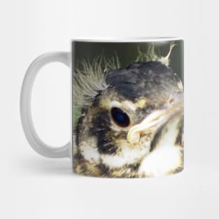 Young American Robin Perching Mug